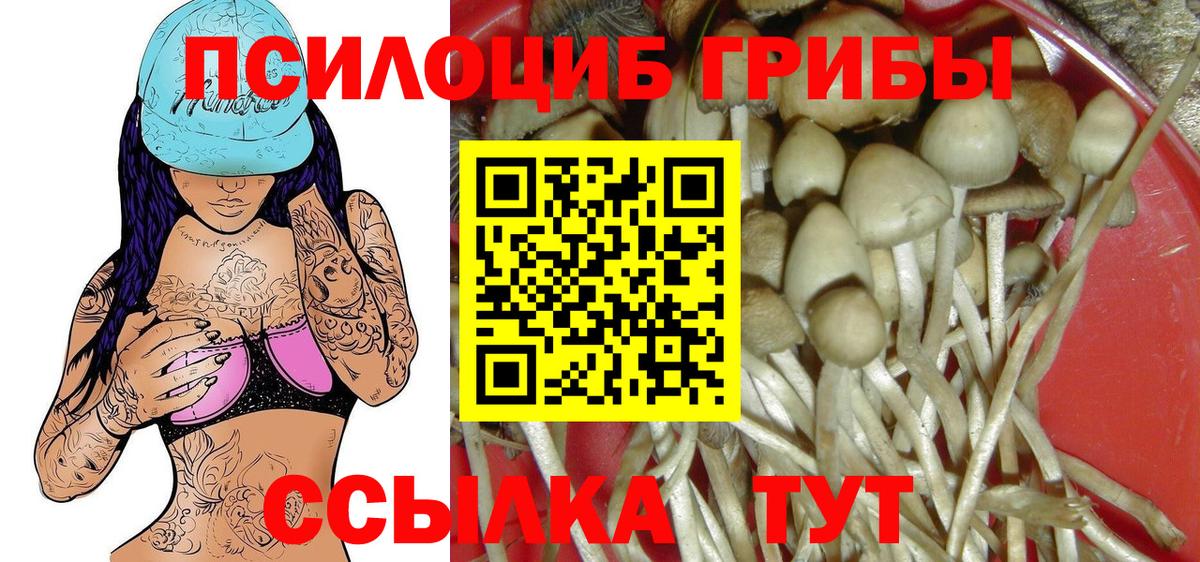 Псилоцибиновые грибы Cubensis Великий Новгород